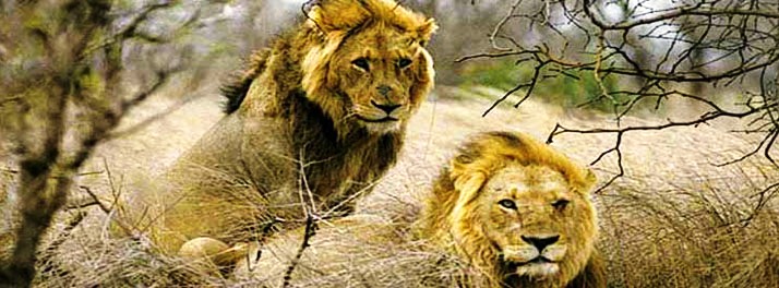 593/The Gateway Hotel Gir Forest - Gir National Park 12.jpg